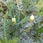 Astragalus hamosus ᱵᱟᱦᱟ