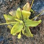 Pinguicula crystallina Leaf