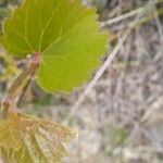 Vitis rotundifolia Φύλλο