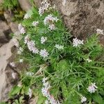 Asperula hirta Leaf