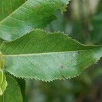 Aphloia theiformis Leaf