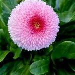Bellis rotundifolia 花