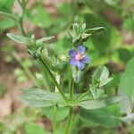 Lysimachia foemina Blomst