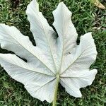 Cecropia peltata Folio