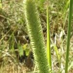 Phleum pratense 花