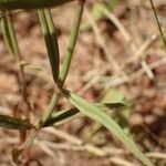 Kohautia grandiflora Folio