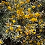 Senna artemisioides Blüte