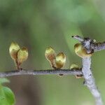 Diospyros mweroensis Fruit
