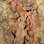 Afzelia bipindensis Casca