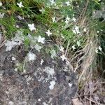 Moehringia muscosa Habit