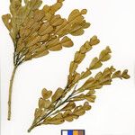 Phyllarthron articulatum Other