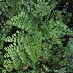 Adiantum venustum Folha