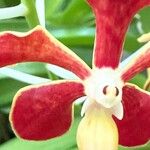 Vanda limbata Flower