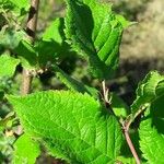 Prunus brigantina Leaf