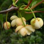 Schisandra grandiflora Frucht