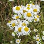 Erigeron annuus പുഷ്പം