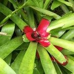 Neoregelia carolinae Листок