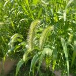 Setaria faberi Flower