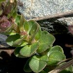 Veronica nummularia 葉