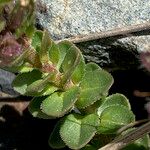 Veronica nummularia Blad