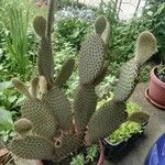 Opuntia basilaris 花