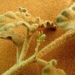 Chrozophora brocchiana Blomst
