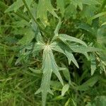 Delphinium leroyi Hoja
