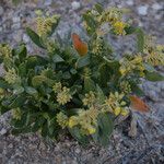 Helianthemum squamatum Hábito