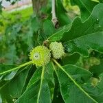 Quercus macrocarpa Fruit