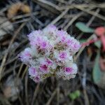 Calyptridium monospermum 花