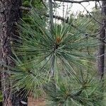 Pinus jeffreyi List