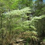 Crataegus marshallii عادت