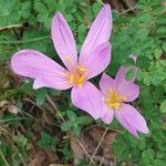 Colchicum multiflorum花