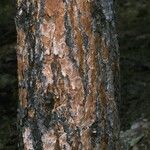 Pinus ponderosa Bark