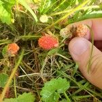 Fragaria virginiana Frugt