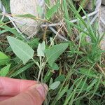 Atriplex glabriuscula Hábito