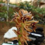 Bulbophyllum schinzianum Flower