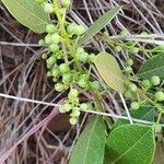 Boscia mossambicensis Blatt