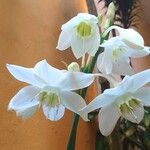 Urceolina amazonica 花