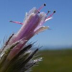 Echium italicum Floare