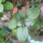 Dissotis rotundifolia Лист