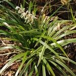 Ophiopogon jaburan Flor