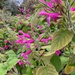 Salvia dorisiana Flower