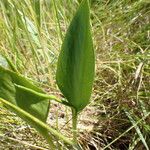 Ophioglossum vulgatum 叶