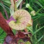 Sarracenia flava Fula