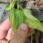 Peperomia ciliolibracteaЛіст