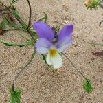 Viola tricolorCvet