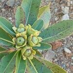 Xanthostemon multiflorusBlomma