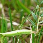 Vicia lathyroides Frutto