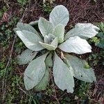 Verbascum thapsus 葉